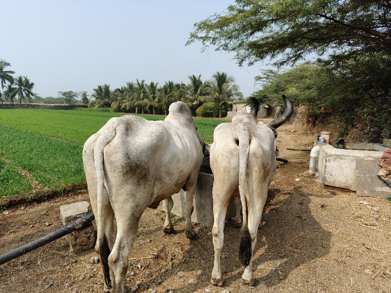 બળદ વેચવાના છે