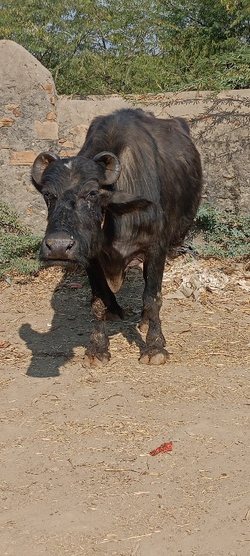 ટોપ બન્ની ભેંસ...