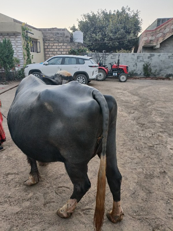 ભેંશ વેચવા ની છ...