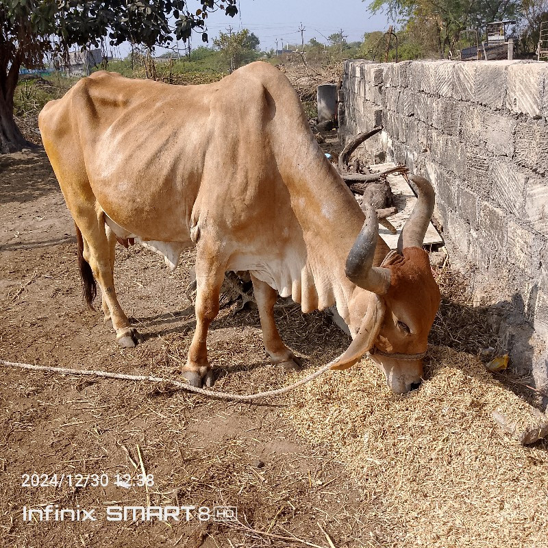 ગાય વેચવાની છે