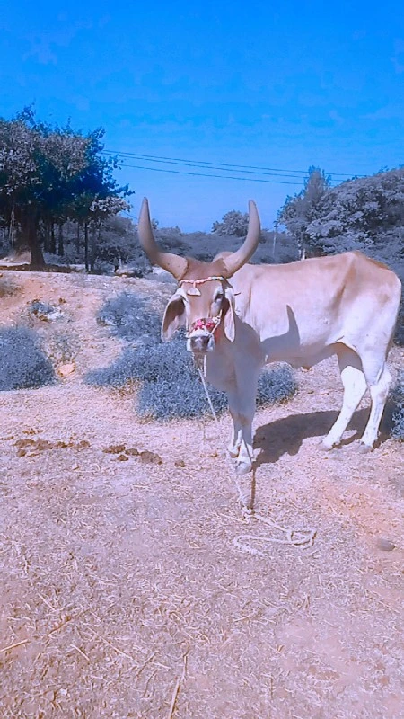 25000 કિંમત હોય