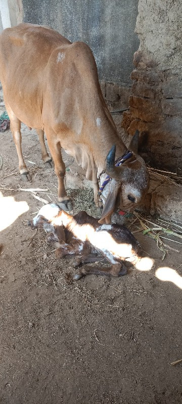 છાણીયું ખાતર વે...