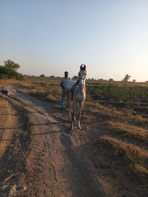 વેરી વેચવા ની થ...