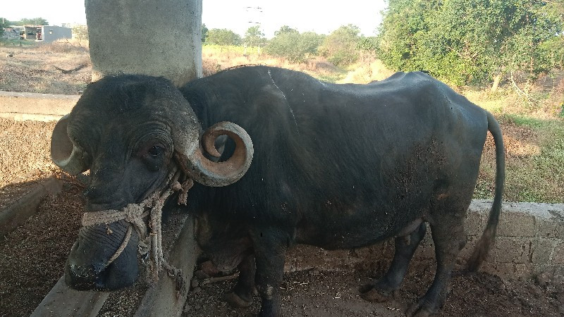 ભેંસ વેચવાની છે