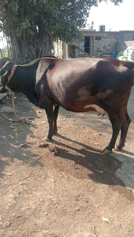 જર્સી ગાય વેચવા...