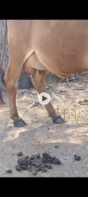 ગાવેચવાનીછે