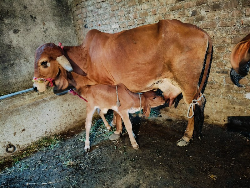 વેચવાની સે