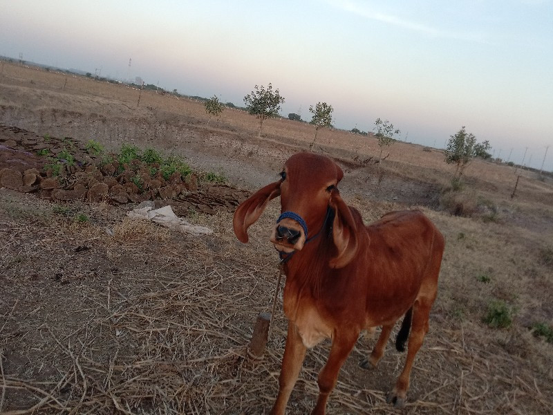 જુડવા છે