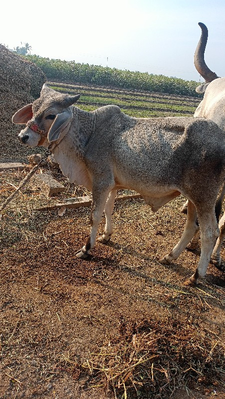 આ વાછડો વેચવાનો...