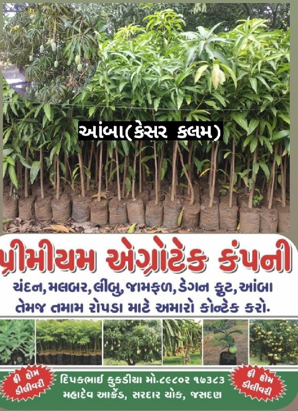 હરમન 99  સફરજન...