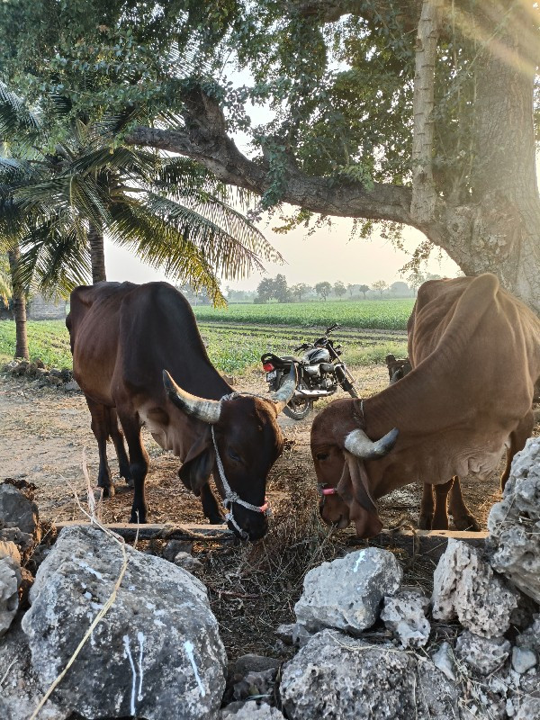 ગોધલા