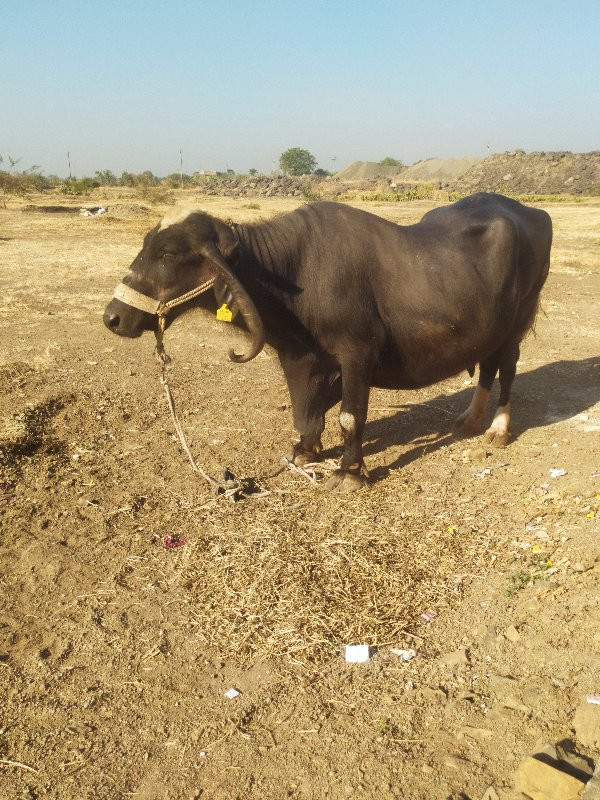 ભેંસ વેચવાની છે...