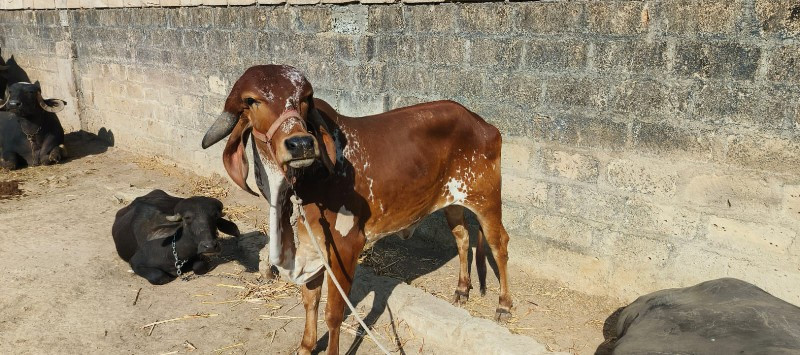 હોડકુ અઢી વરસ ન...