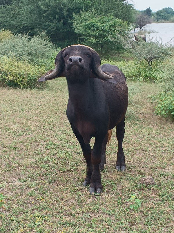 પાડોવેચવાનોછે