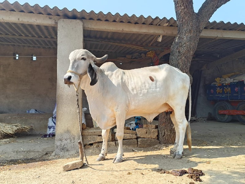 ગાય વેચવાની છે