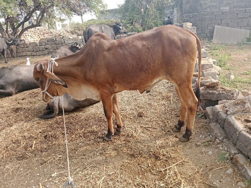 સાવ સોજા