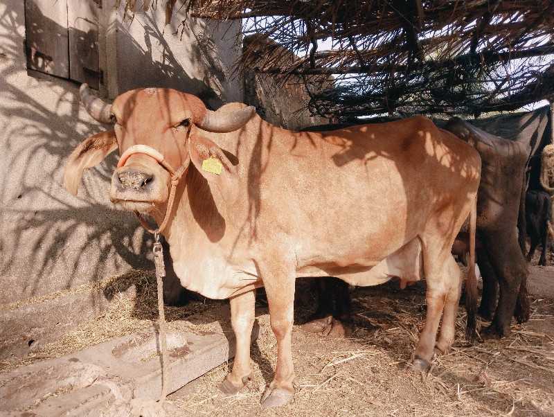 ગાય વેચવાની છે