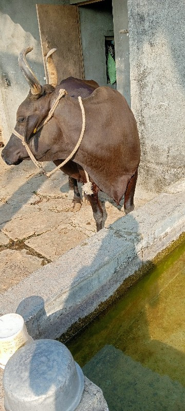 ગાય વેચવાની છે