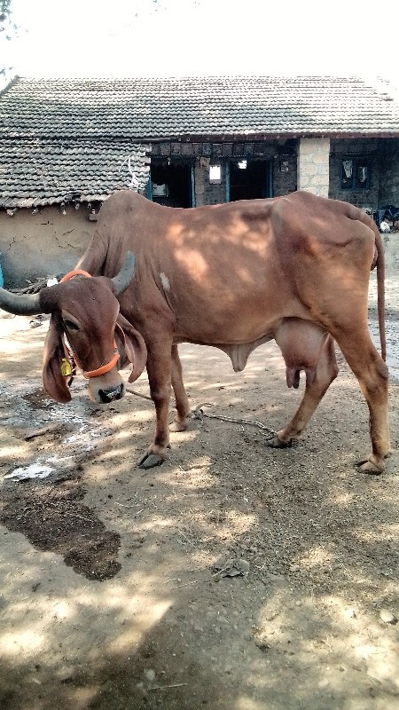 ગાય વેચવાની છે