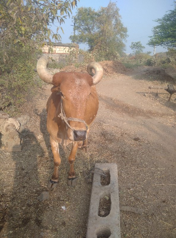 બળદ વેચવાનો છે