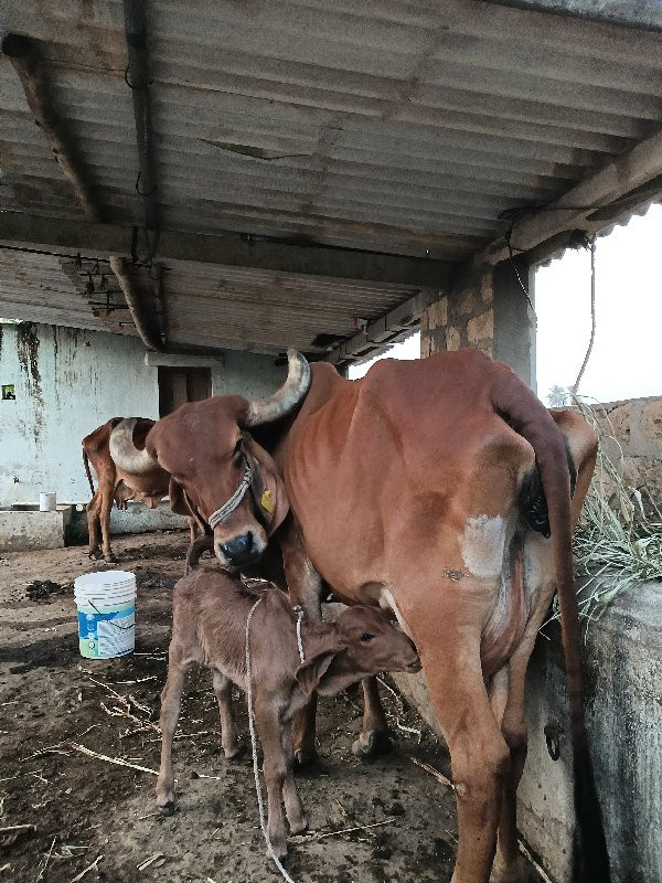 ગાય બેસવાની છે