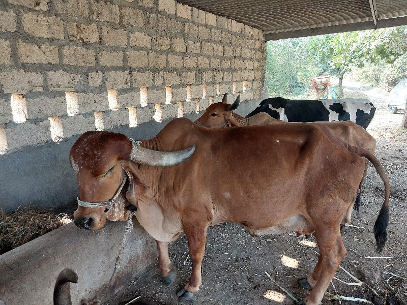 ગીર ગાય અને દેશ...