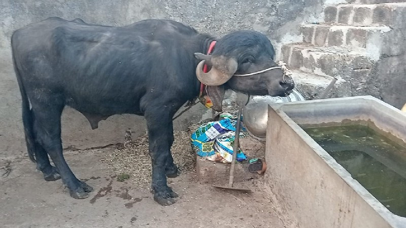 પાડો વેંચવાનો છ...