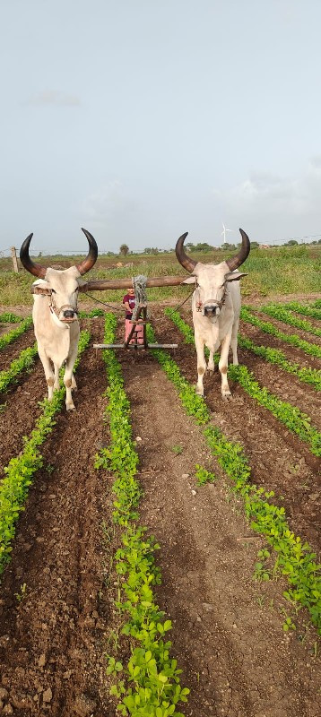 બળદ વેચવાના છે