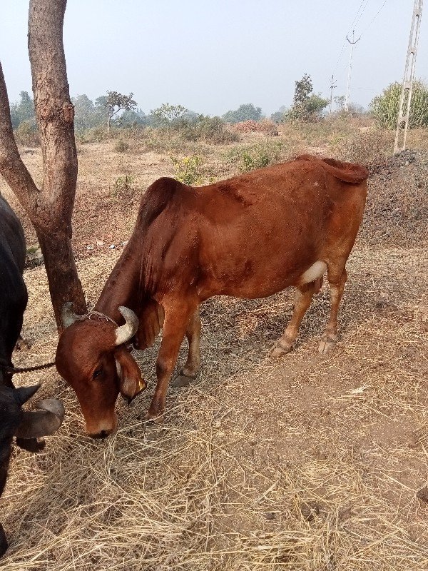 ગાય વેચાની છે