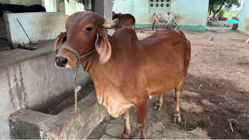 ગાય વેસવાની હે