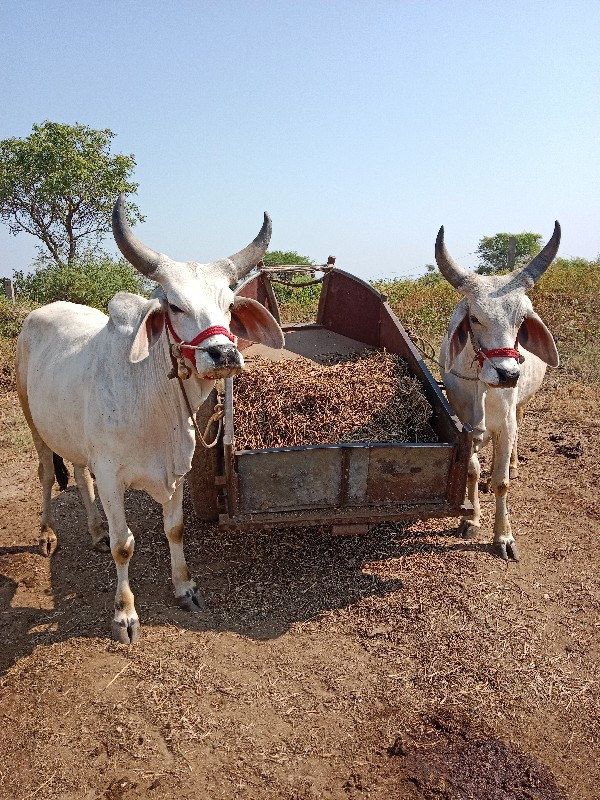 વછડા વેચવાના છે