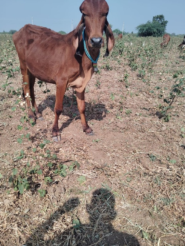 ગીર વાસડી આપવાન...