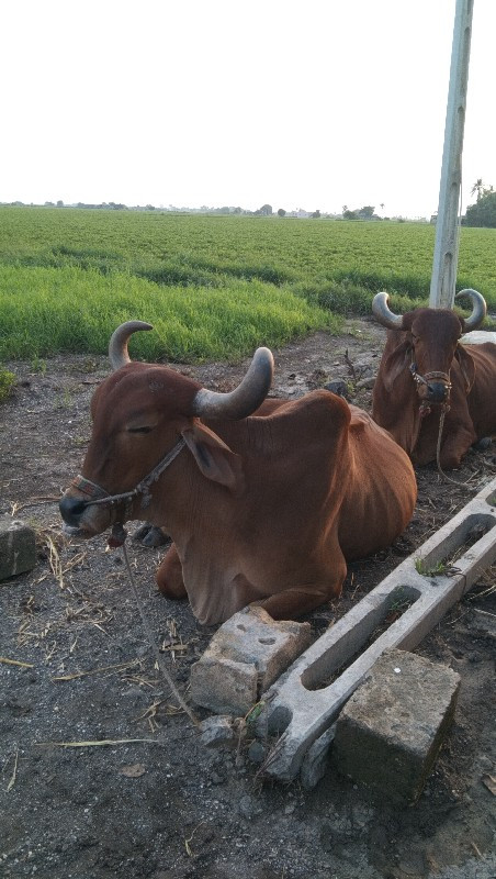 બળદ વેચવાના છે