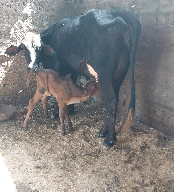 ચાર ગાય વેચવાની...