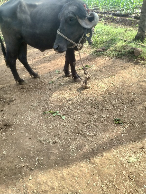 ખળેલી વેચવાની છ...