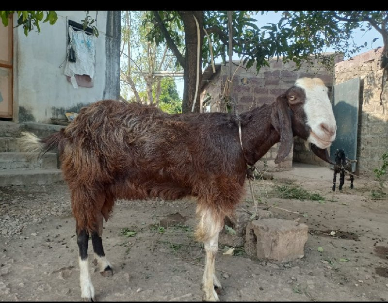 બકરી વેચવા ની છ...