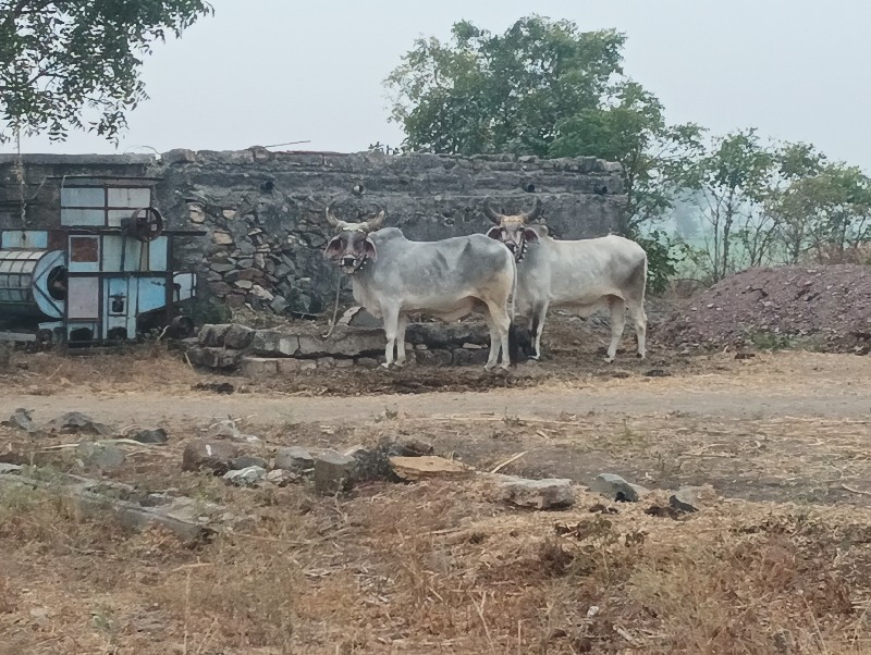 ફુલ જવાબદારી સા...