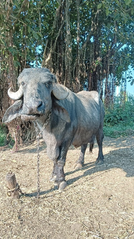 ભેંસ વેચવાની છે