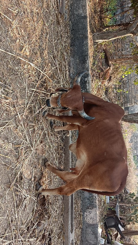 ગાય