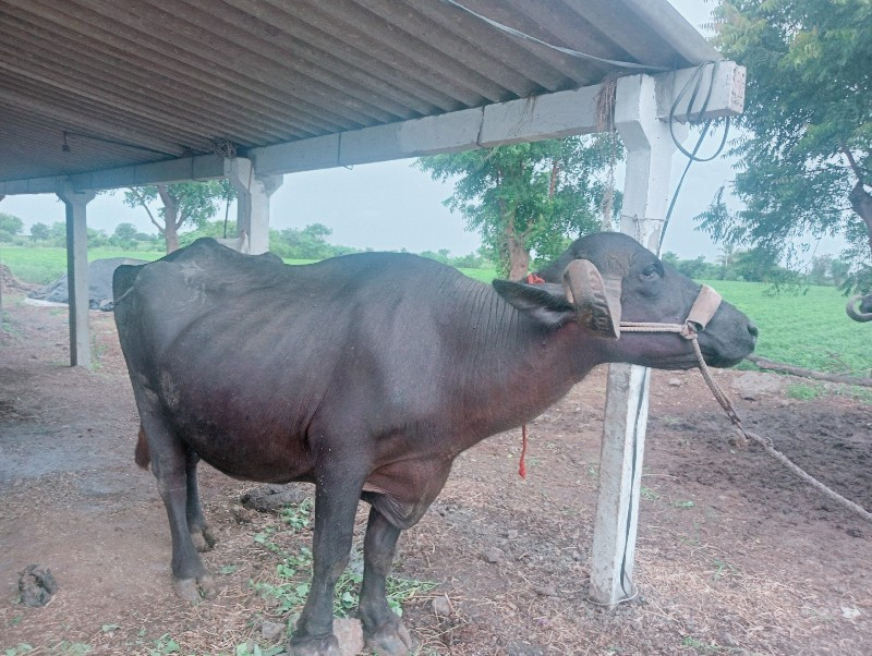 ભેંસ વેચવાની છે...