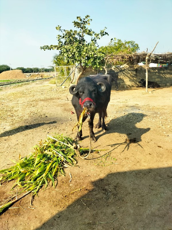 આ ભેંસો વેચવાની...