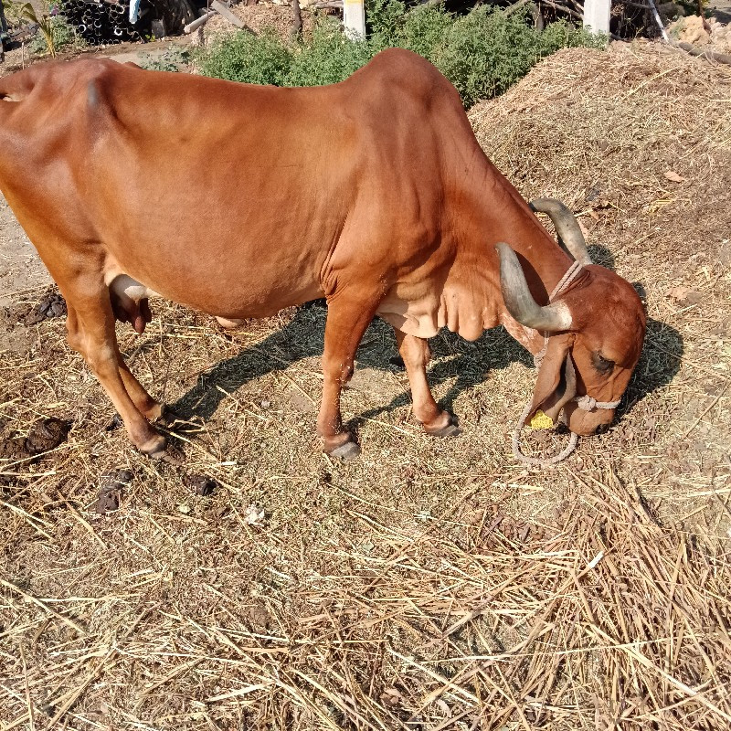 આ ગાય વેચવાની છ...