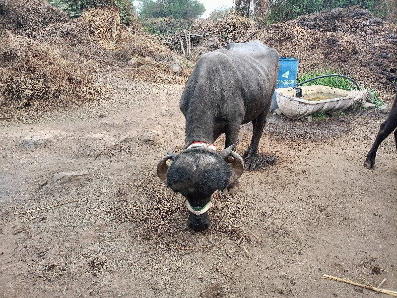 2 પાડા વેસાવ સે