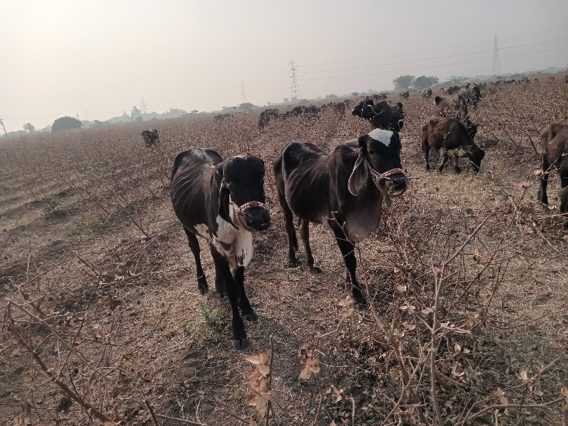 ગોધલા વેચવાના છ...