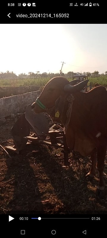 ગીર