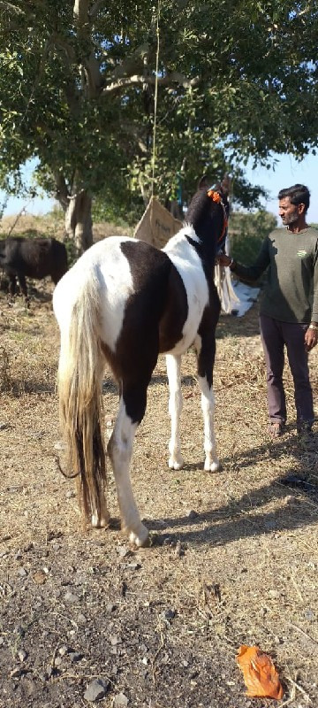 ઘોડી વેચવા ની અ...