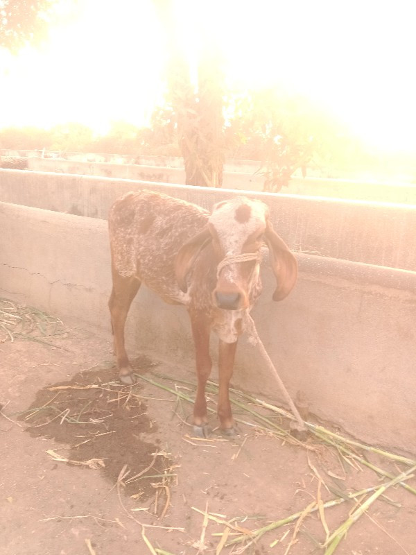 વાસળી વેચવાની છ...