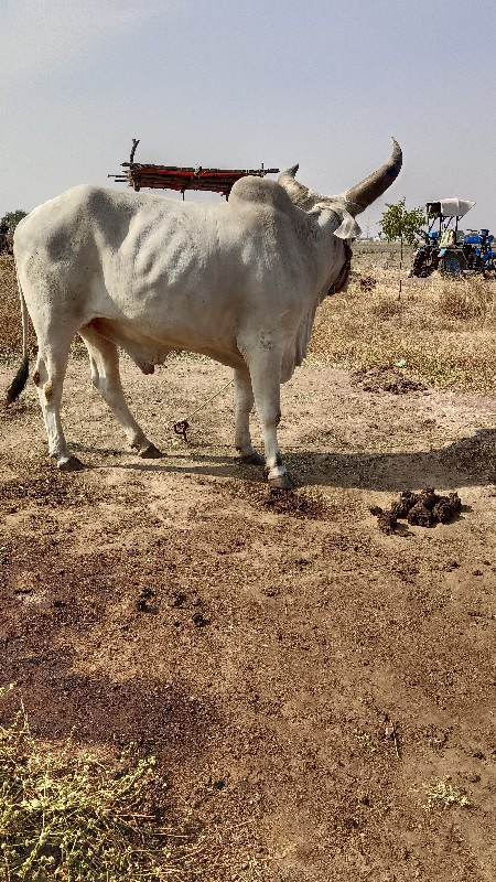 બળધ વેચવાના છે