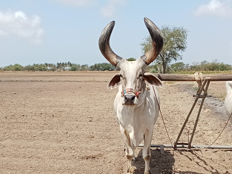 બળદ .  વેસવાનોસ...