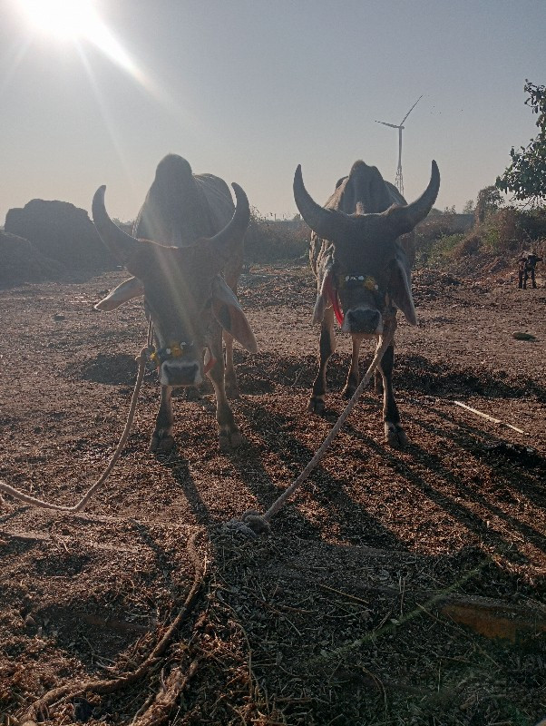 બળદ તથા ગોધલા